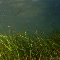 Halodule uninervis (Forssk.) Boiss.